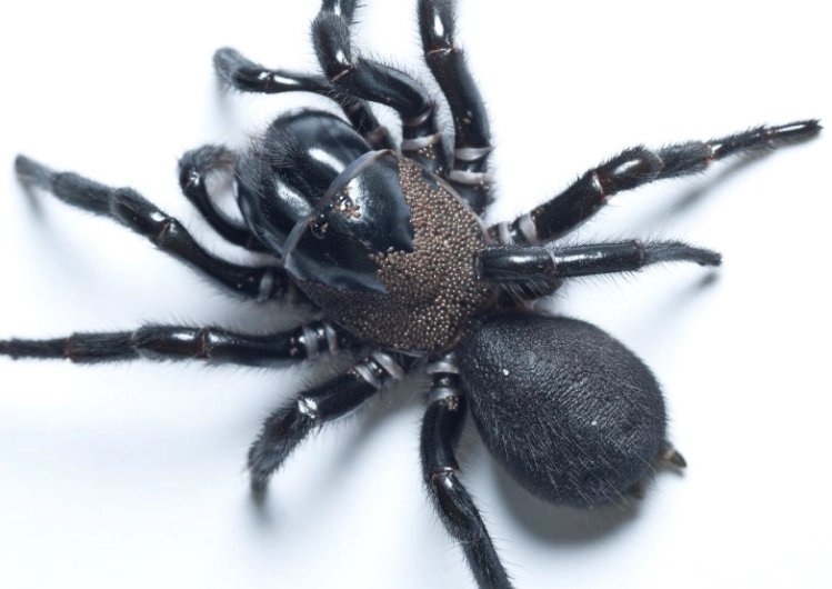 virginia funnel web spider bite