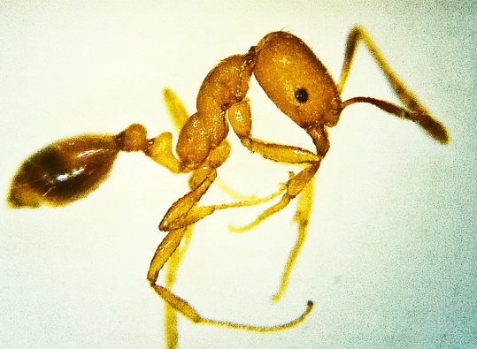 pharaoh ant control