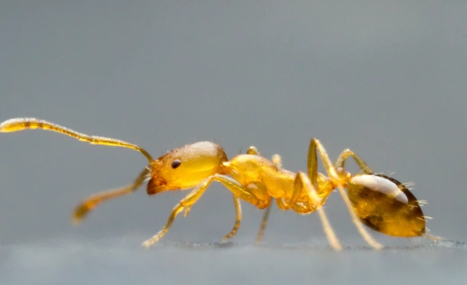 pharaoh ant identification
