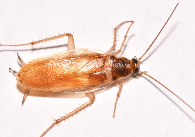 brown banded roach vs german