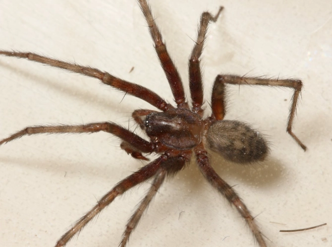 funnel web spider bite treatment