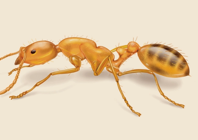 What Is a Pharaoh Ant? A Complete Identification & Control Guide