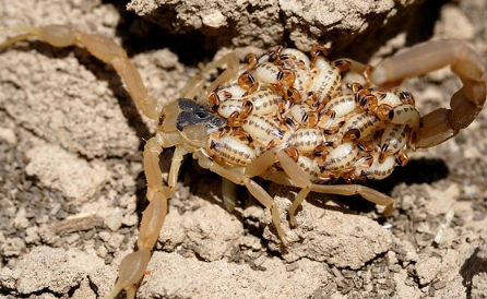 striped bark scorpion identification