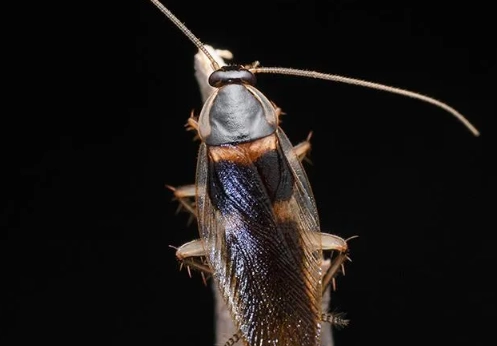 brown banded roach vs german