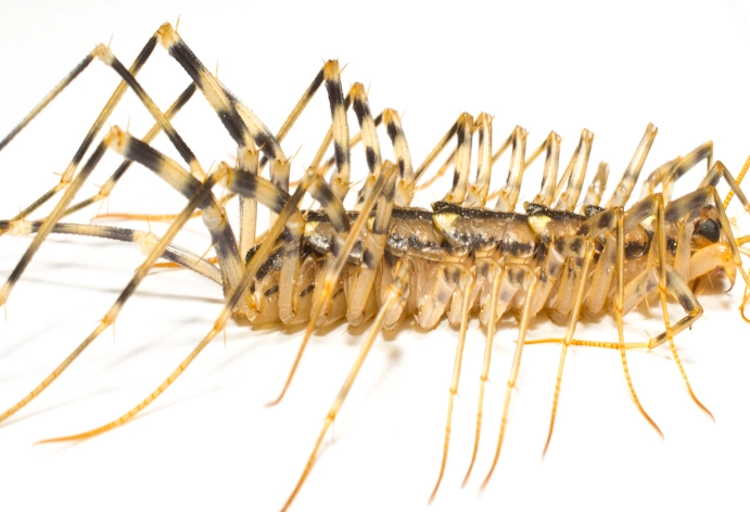 house centipede identification
