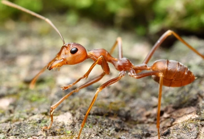 pharaoh ant vs sugar ant