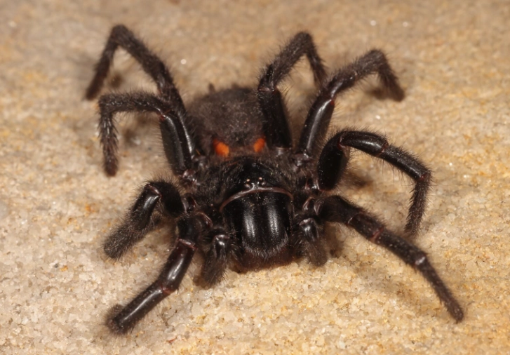 funnel web spider bite treatment