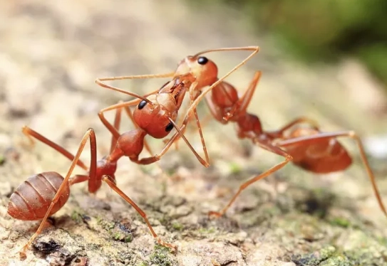 pharaoh ant vs sugar ant