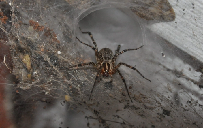 virginia funnel web spider bite