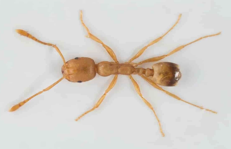 pharaoh ant control