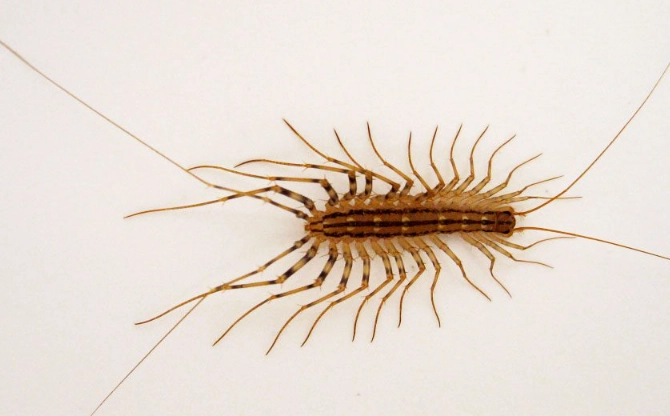 What Does a House Centipede Look Like? A Detailed Visual Guide