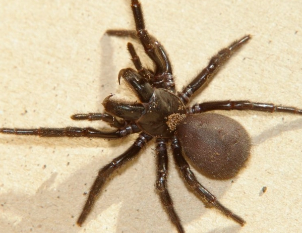 funnel web spider bite treatment