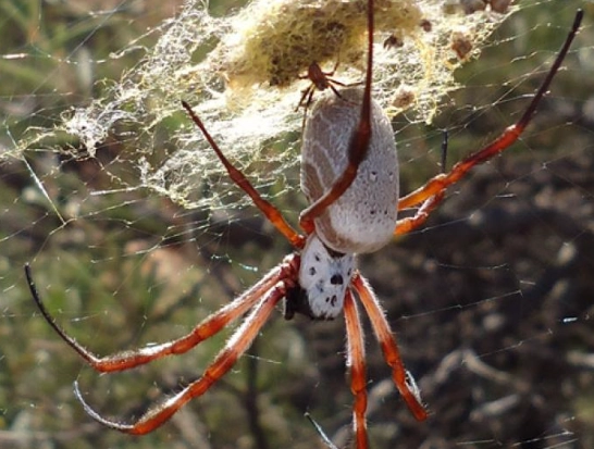 how big do orb weavers get