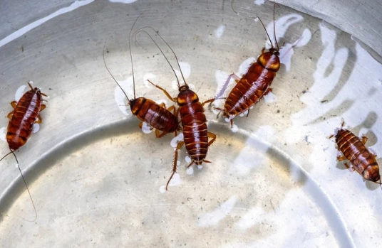 brown banded cockroach identification
