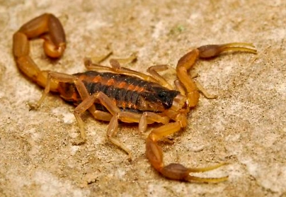 striped bark scorpion sting