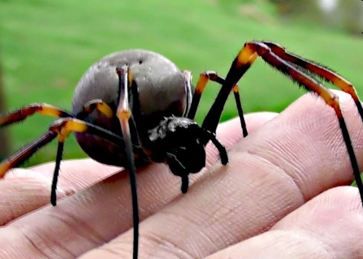 orb weaver spider size