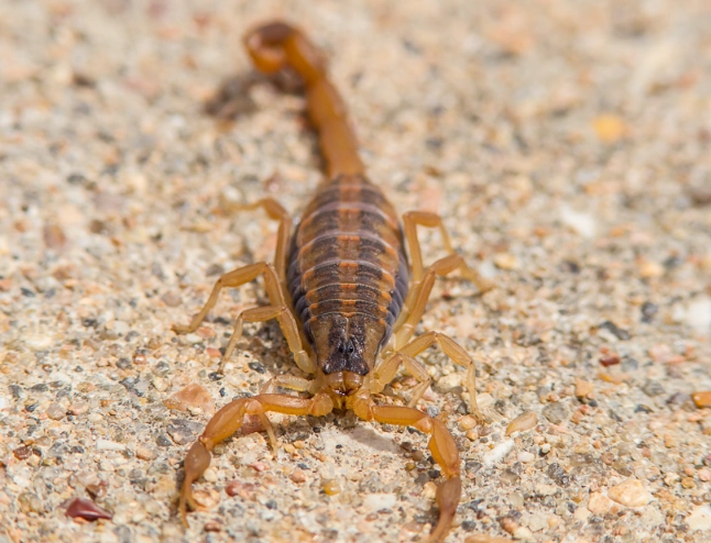 striped bark scorpion identification