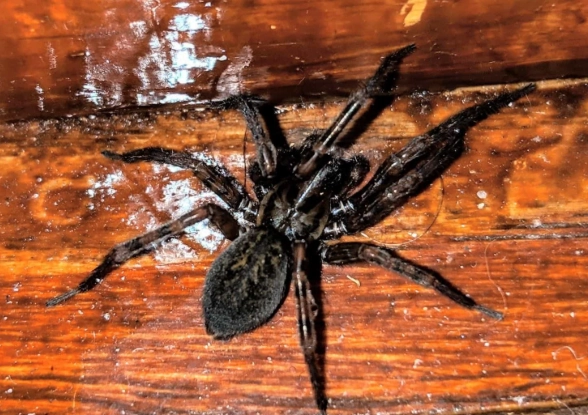 Virginia Funnel Web Spider: Complete Identification, Bite & Safety Guide