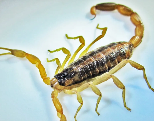 striped bark scorpion sting