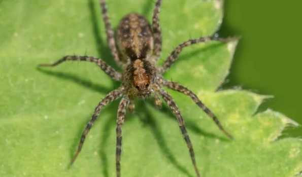 hobo spider vs brown recluse