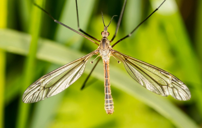 crane fly larvae