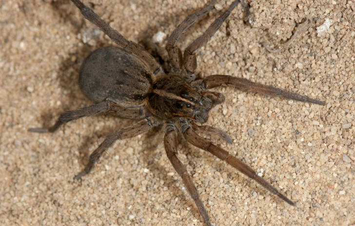 brown recluse spider ohio