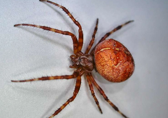 reddish looking spider identification