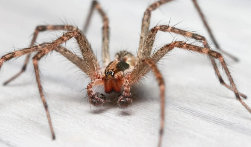 hobo spider identification