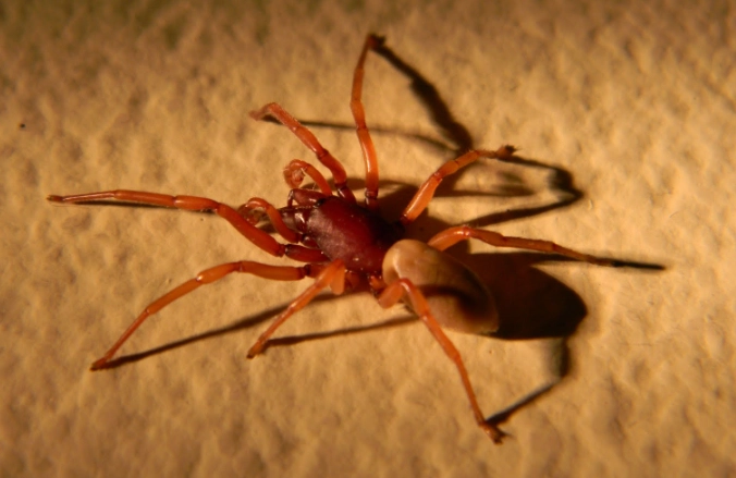 Reddish Looking Spider Guide: Identification, Venom & Safety
