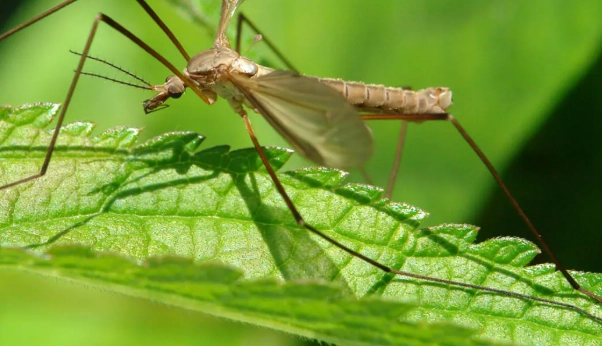 crane fly larvae