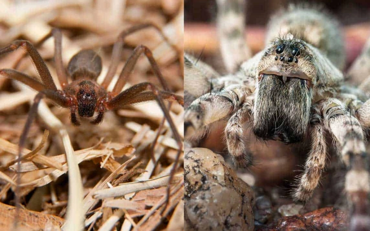 wolf spider vs brown recluse