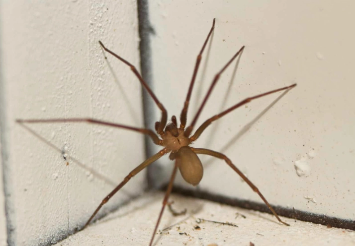 Brown Recluse vs Wolf Spider in Ohio: Identification, Bites & Safety