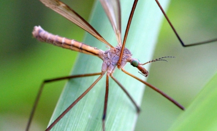 crane fly habitat
