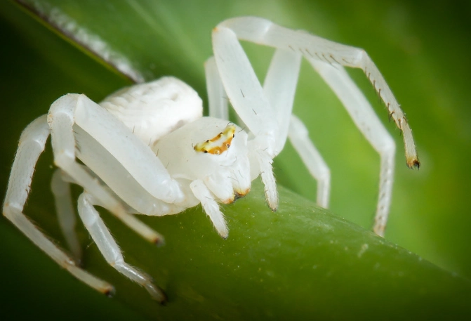 how to get rid of white spiders