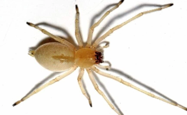 White Spiders in the House: Identification, Risks & Safe Removal