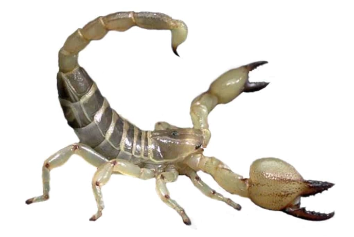 scorpion ks species