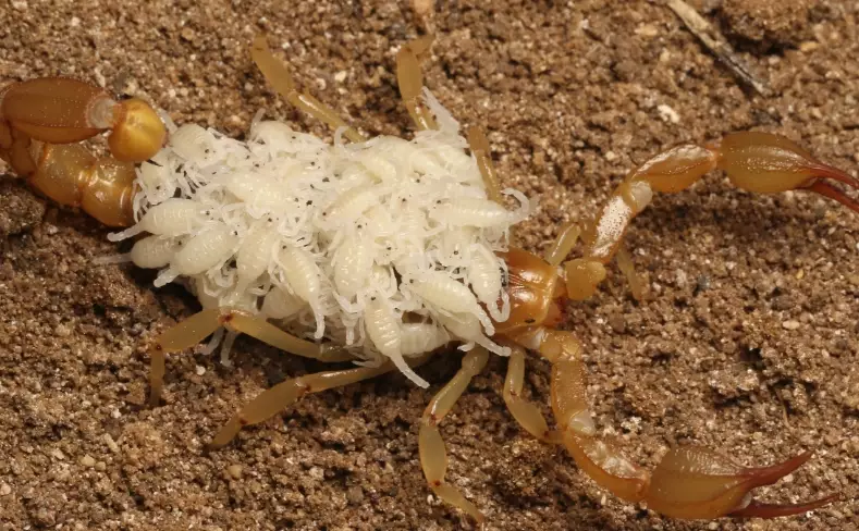 scorpion ks enclosure