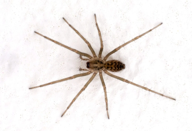 are white house spiders poisonous