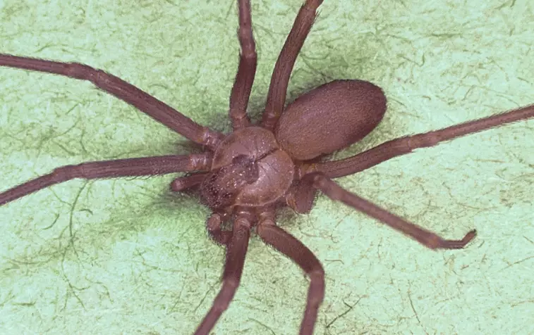 spider identification ohio
