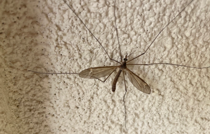 crane fly habitat