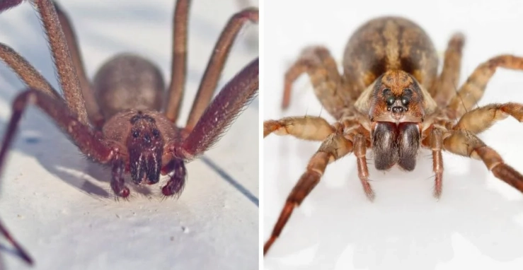 brown recluse spider identification