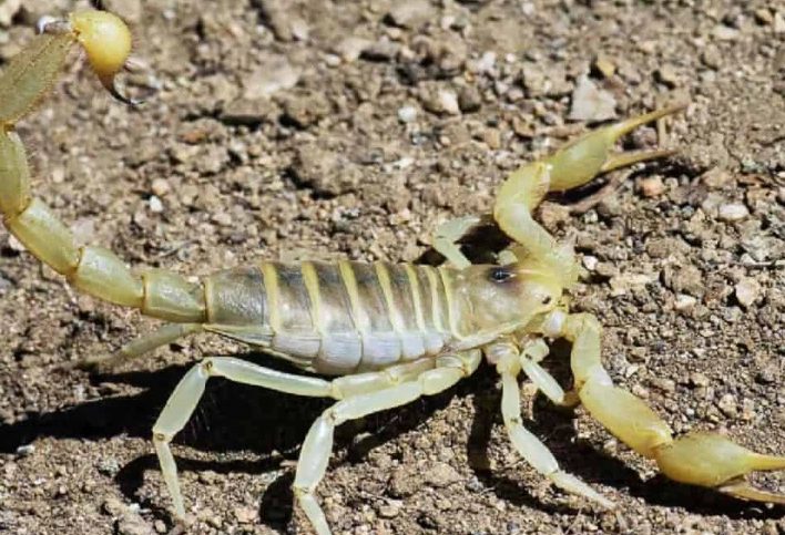 scorpion ks enclosure