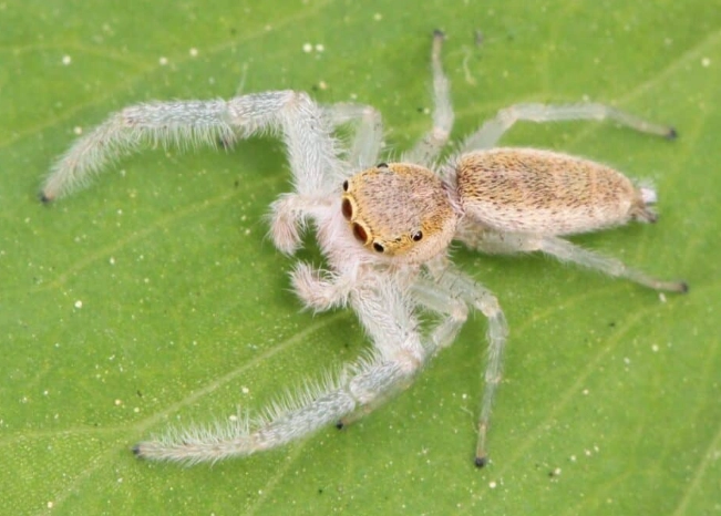 white spiders in house