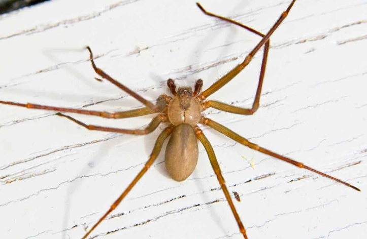 brown recluse spider identification