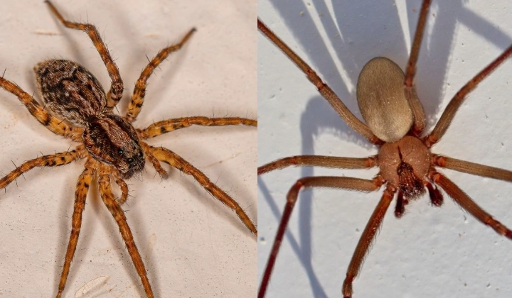 wolf spider vs brown recluse
