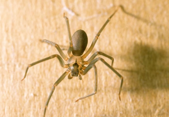 spider identification ohio