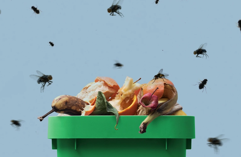 Garbage Fly Invasion? Your Complete Guide to Identification, Prevention & Control