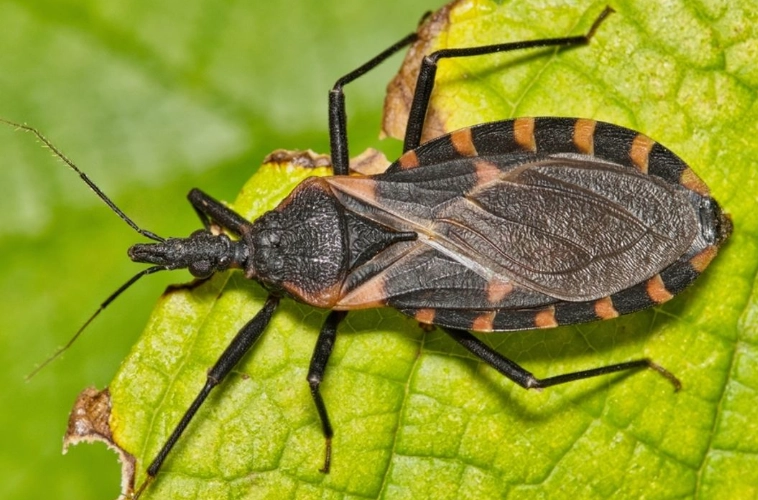 Oregon kissing bug