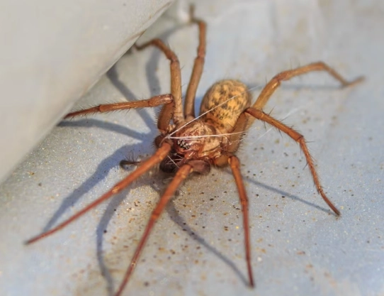 spider activity times