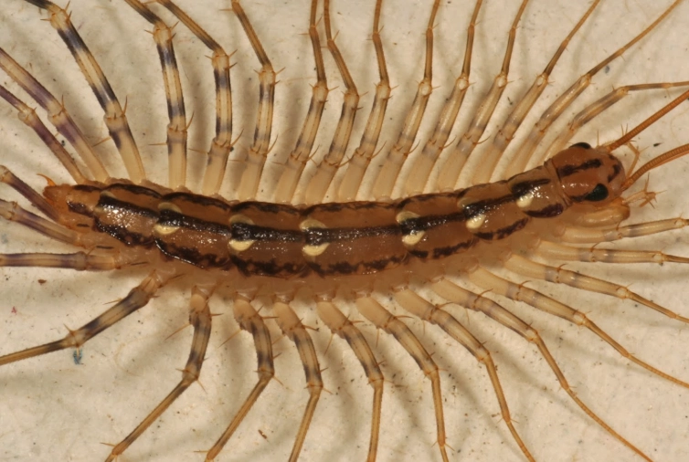 centipede bite kansas
